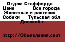 Отдам Стаффорда › Цена ­ 2 000 - Все города Животные и растения » Собаки   . Тульская обл.,Донской г.